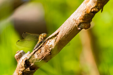 Orthetrum cancellatum, black-tailed skimmer dragonfly, on a sunny summer day