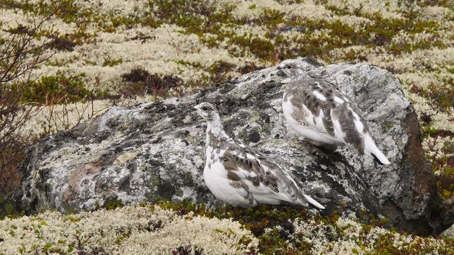 The ptarmigan lurked perched on a granite rock and almost merged with it in the polar tundra amidst thickets of mosses and lichens, lingonberries and crowberries on an overcast day in late autumn.