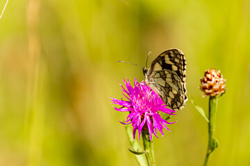 Melanargia galathea, marbled white butterfly, on a sunny summer day