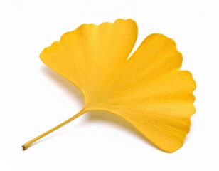 白背景に孤立した一枚の黄色いイチョウの葉	
