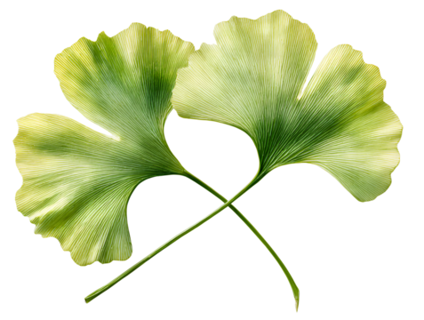  Two Overlapping Ginkgo Leaves with Stems Crossed, Side-Angled Compositio Transparent Background