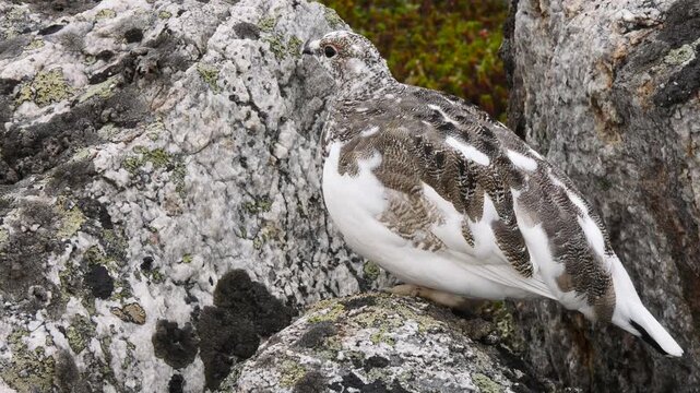 The ptarmigan lurked perched on a granite rock and almost merged with it in the polar tundra amidst thickets of mosses and lichens, lingonberries and crowberries on an overcast day in late autumn.