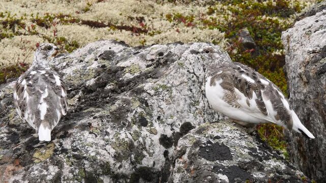 The partridges, which have changed their colors in anticipation of the first snow, sit on a granite stone and almost blend in on a cloudy late fall day in the polar tundra.