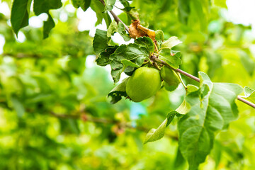 green apple grows on a branch among the foliage on a blurred background of the garden