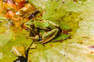 Pelophylax ridibundus, marsh frog, on leaves on a sunny summer day
