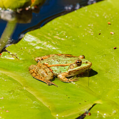 Pelophylax ridibundus, marsh frog, on leaves on a sunny summer day
