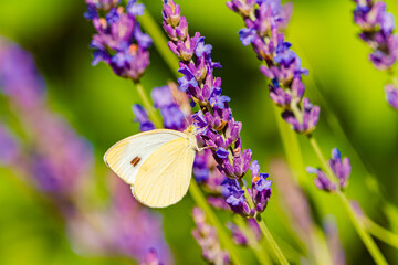 Pieris mannii, southern small white butterfly, on a sunny summer day