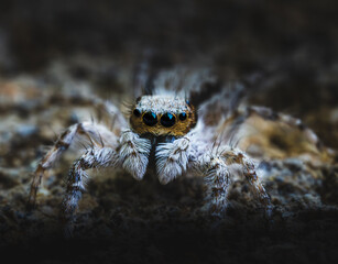 Extreme close-up macro of a jumping spider with vivid black eyes and hairy legs. The detailed texture, lighting, and shallow depth of field highlight the spider's facial features and body structure.