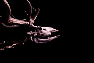 A dramatic side profile of a deer skull and antlers, partially illuminated against a stark black...