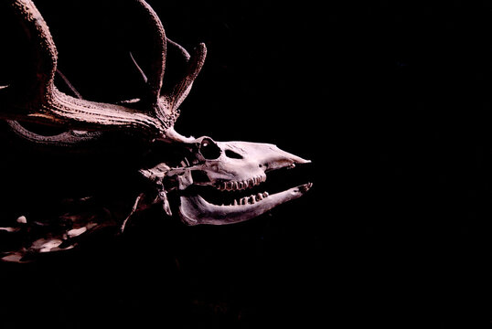 A dramatic side profile of a deer skull and antlers, partially illuminated against a stark black background, emphasizing its skeletal structure.