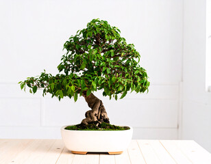 Japanese bonsai tree in a pot, a small potted houseplant for home garden decoration