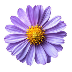 Obraz premium Beautiful purple aster flower with yellow center isolated on transparent background