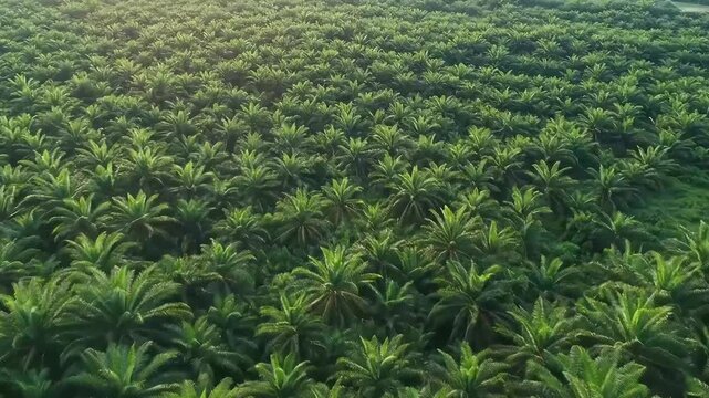 Aerial View of Lush Palm Tree Plantation