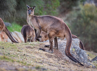 Western grey kangaroo (Macropus Fuliginosus), a subspecies of kangaroos on Kangaroo Island, Australia