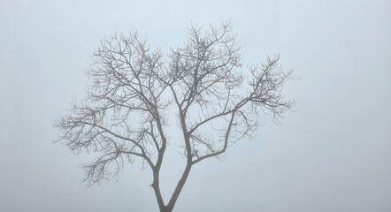 Tree with no leaves on natural background with thick fog in the morning . Bare leafless tree...
