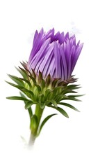 Purple Aster Bud Close Up