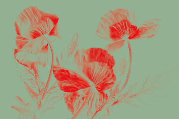 Red graphic poppy flowers on mint green background. Bold red poppies over flat mint green...