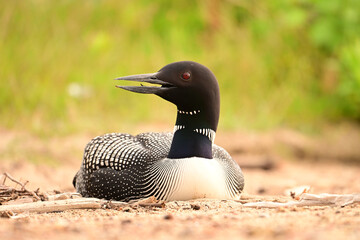 A Common Loon sits on its nest on a sandy beach along the edge of a lake
