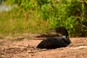 A Common Loon sits on its nest on a sandy beach along the edge of a lake
