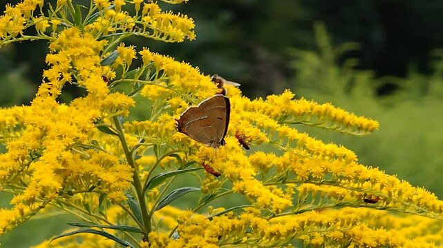 Pazik brzozowiec na kwiatach nawłoci, motyl na ż&oacute;łtych kwiatach w naturalnym środowisku.