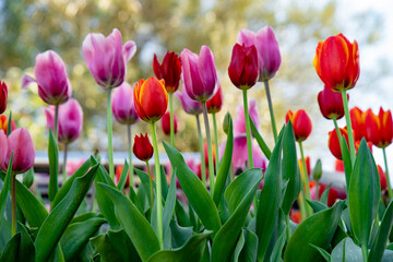 Mixed Bouquet of Colorful Tulips and Flowers