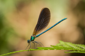 Libellule posée sur une fougère verte, fond flou naturel