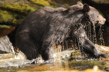 Water falling from a black bear hunting in a salmon full river