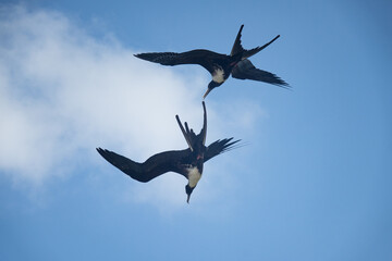 Magnificent frigatebirds (Fregata magnificens) in flight in the San Blas Islands, off the Caribbean coast of Panama