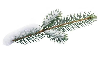Pine branch covered in snow isolated on transparent background