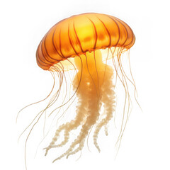 Orange jellyfish with tentacles isolated on transparent background