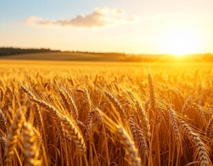 Naklejka premium Golden Wheat Field Harvest