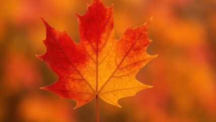 Vibrant autumn maple leaf closeup.