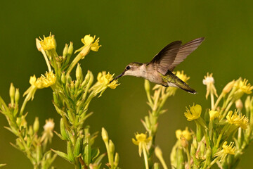 A  female Ruby Throated Hummingbird gathering nectar from wild Evening Primrose flowers