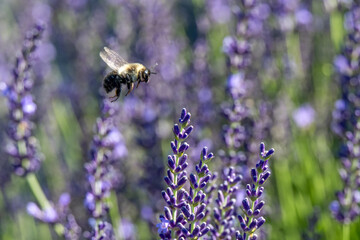 A bee hovers near vibrant lavender flowers, set against a background of blurred greenery. The scene captures the essence of nature's delicate interplay between flora and pollinators.