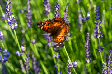 A vibrant orange butterfly flutters among tall lavender flowers, creating a lively contrast against the lush greenery. 