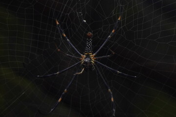 webs, brown, native, colour, macro nature, predator, cobweb, hanging, season, wallpaper, house,...