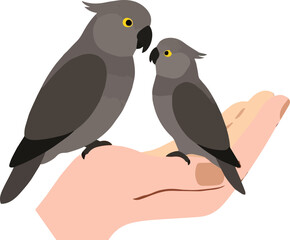 African grey parrot silhouette vector illustration art