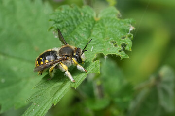 Closeup on a European male woolcarder bee, Anthidium manicatmu resting on a green leaf