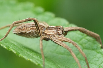 Spider Resting on Leaf: A close-up showcases a spider with striped markings calmly resting on a vibrant green leaf in nature.