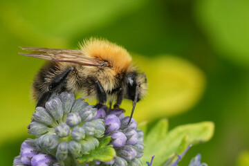 A fluffy bumblebee perched atop a cluster of delicate purple flowers, extracting nectar with its...