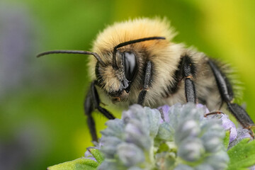 Macro shot of a Common carder bee collecting pollen from a purple flower, showcasing the intricate details
