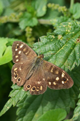 Brown butterfly with distinctive spots resting on a vibrant green leaf, showcasing its natural beauty in a lush environment.