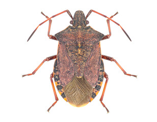 European firebug isolated on a white background, a common insect