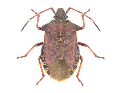 European firebug isolated on a white background, a common insect