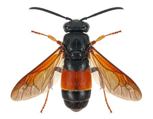 Hornet isolated on a white background, a large stinging insect