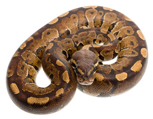 Horseshoe whip snake isolated on a white background, a non-venomous reptile