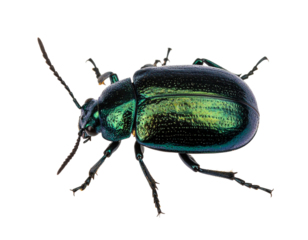 Iberian scarab beetle isolated on a white background, a colorful insect