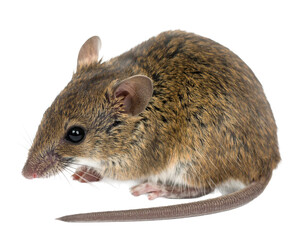 Iberian shrew isolated on a white background, a small mammal
