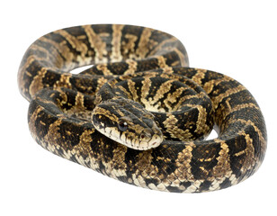 Ladder snake full body isolated on a white background, a non-venomous reptile
