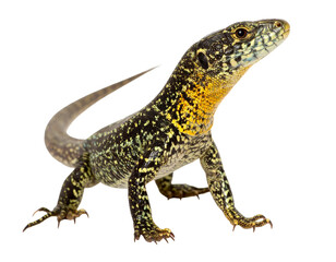 Ocellated lizard full body isolated on a white background, a large reptile